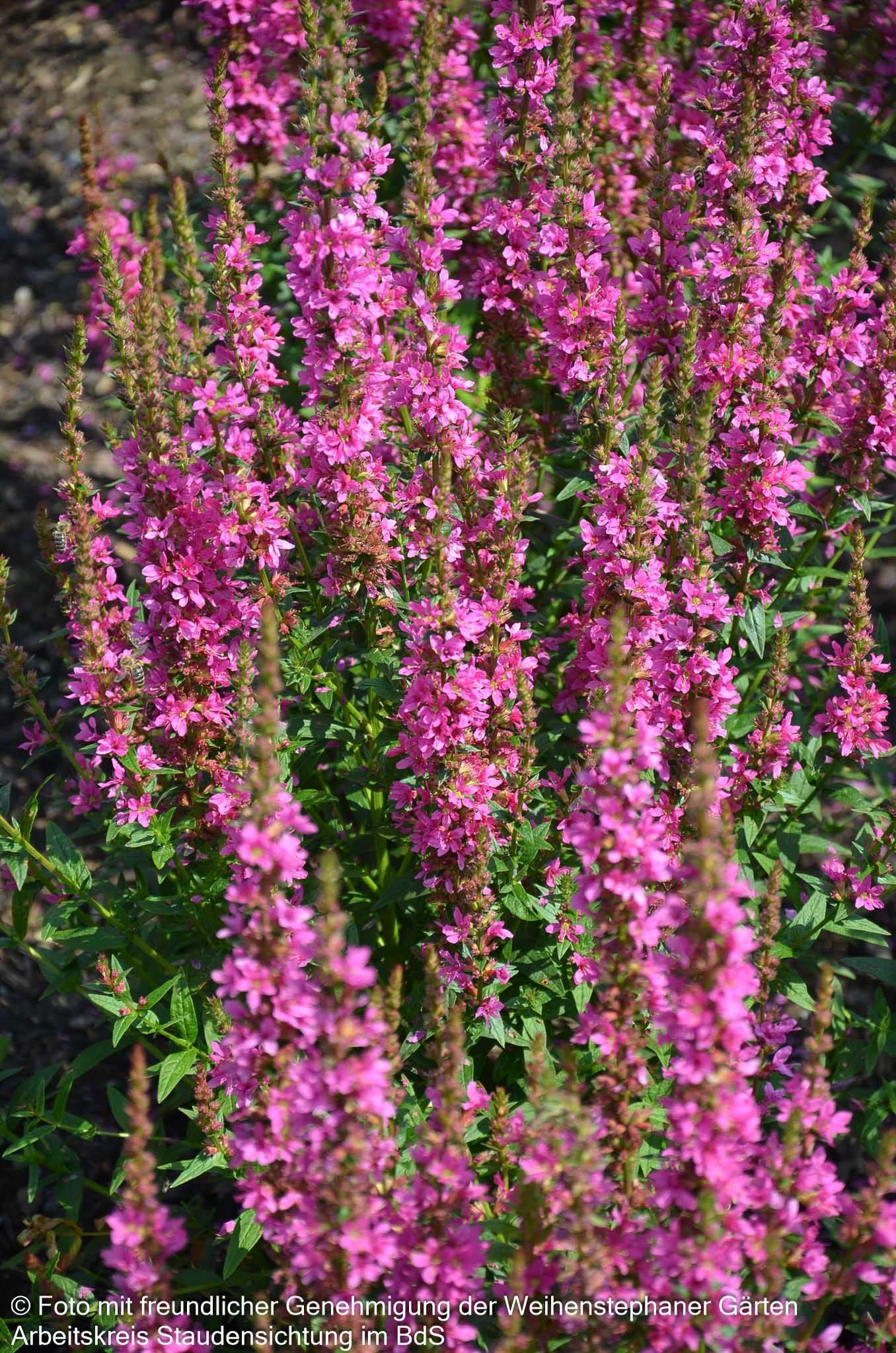 Blut-Weiderich 'Robert' (Lythrum salicaria)