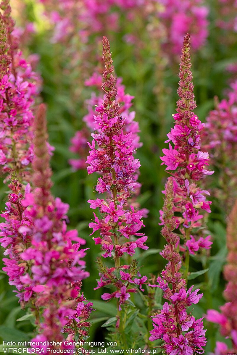 Blut-Weiderich 'Robert' (Lythrum salicaria)