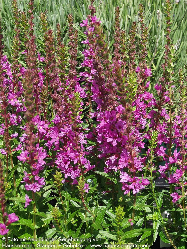 Blut-Weiderich 'Robin' (Lythrum salicaria)
