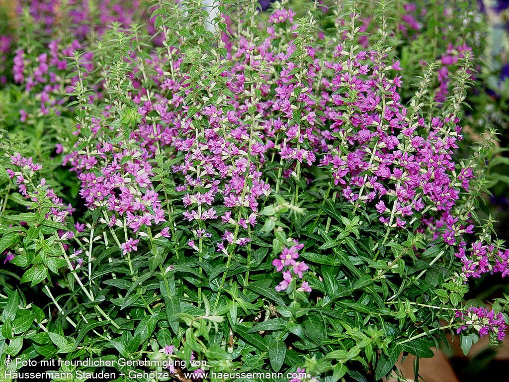 Blut-Weiderich 'Robin' (Lythrum salicaria)