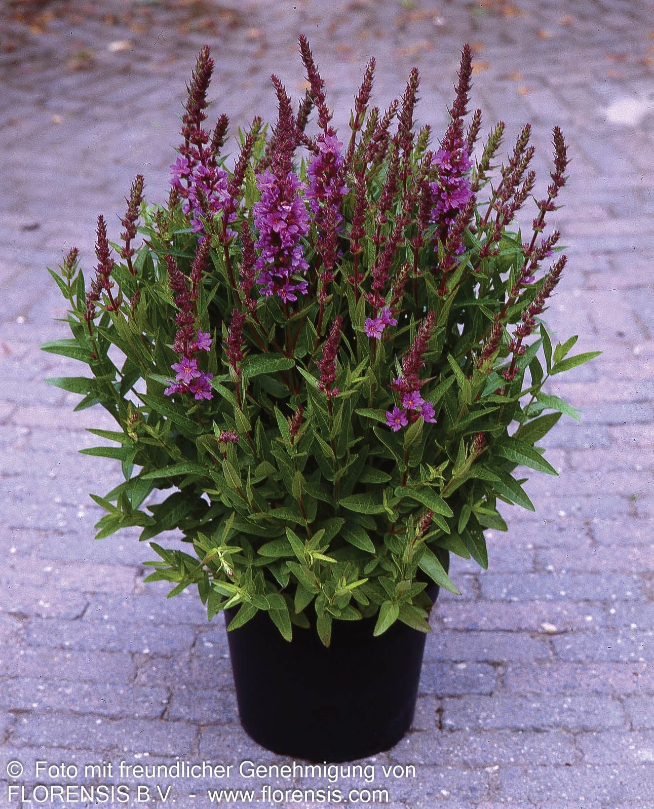 Blut-Weiderich 'Robin' (Lythrum salicaria)