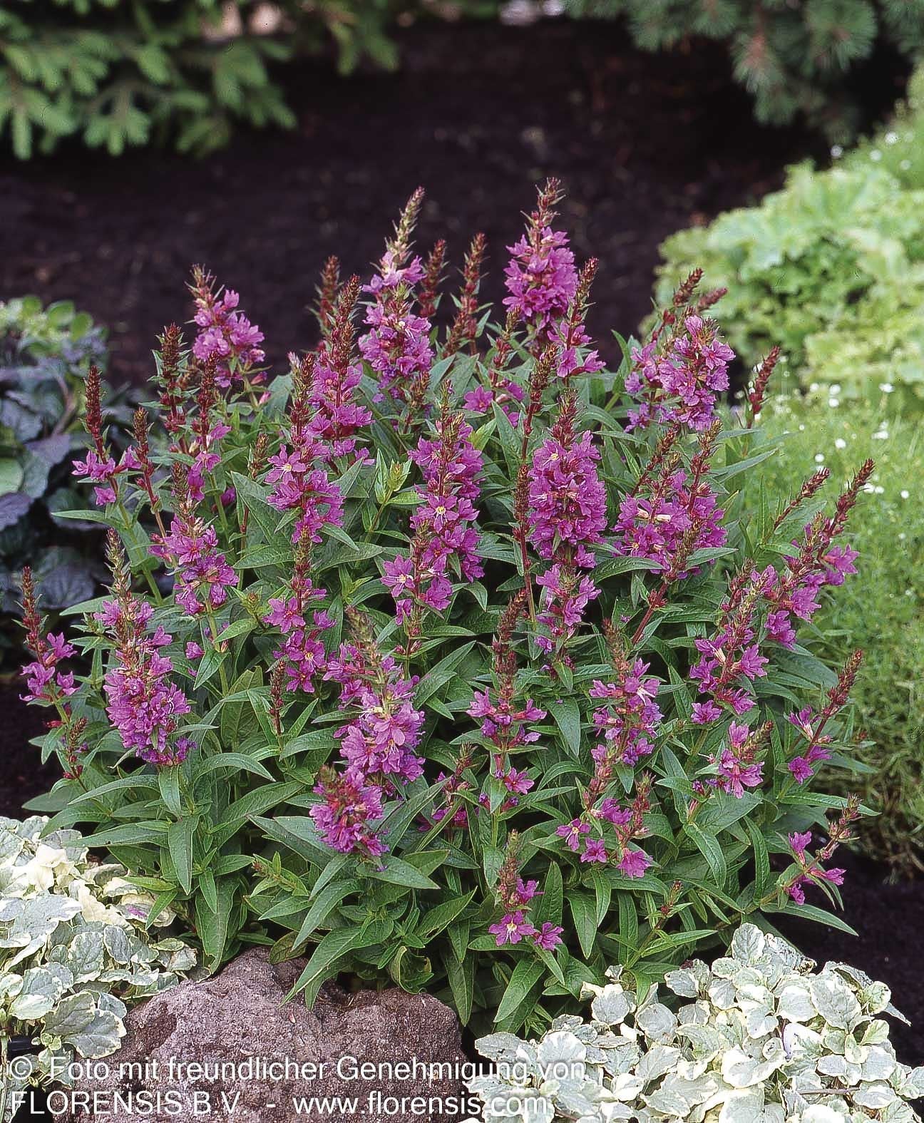 Blut-Weiderich 'Robin' (Lythrum salicaria)