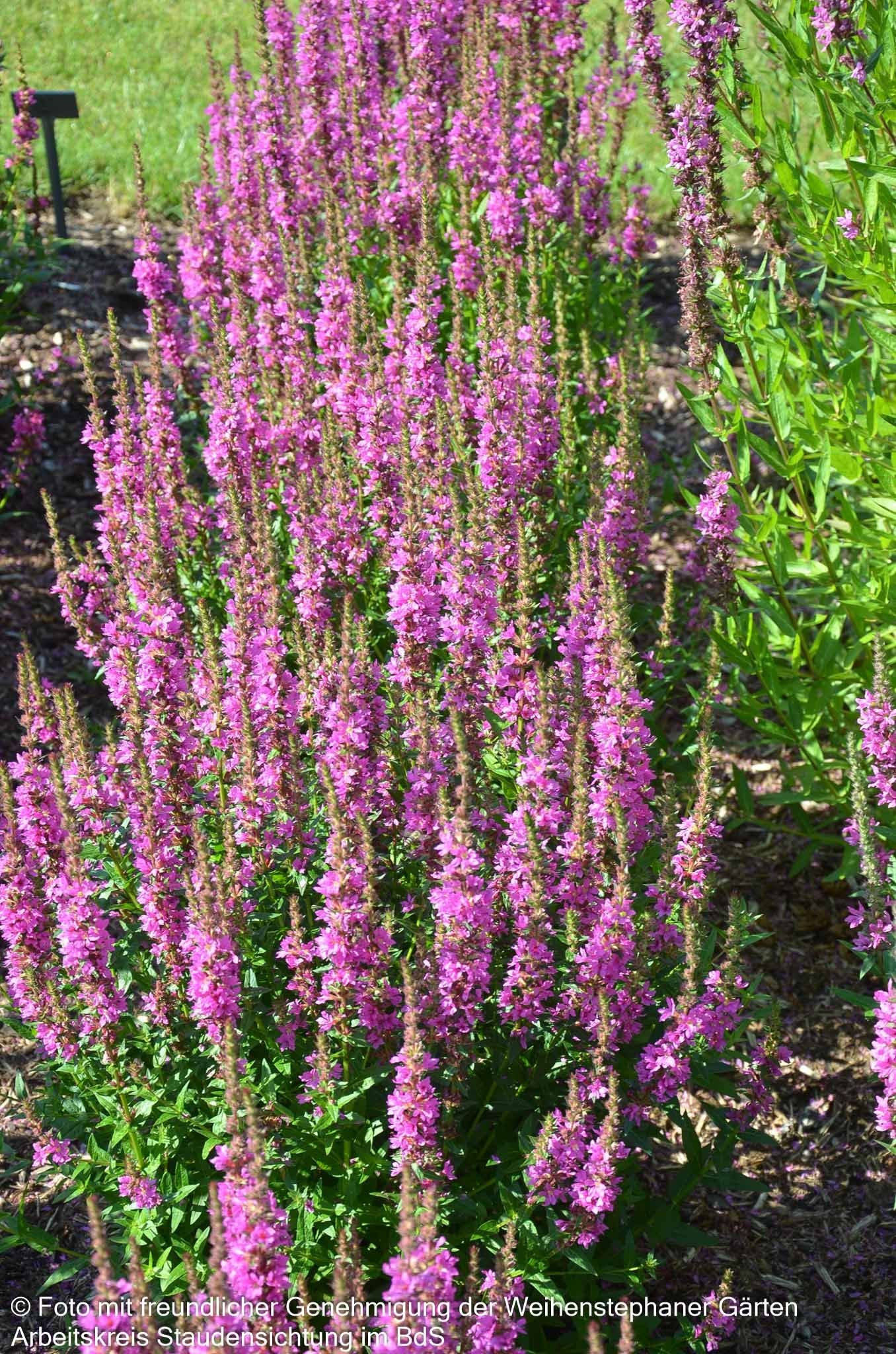 Blut-Weiderich 'Robin' (Lythrum salicaria)