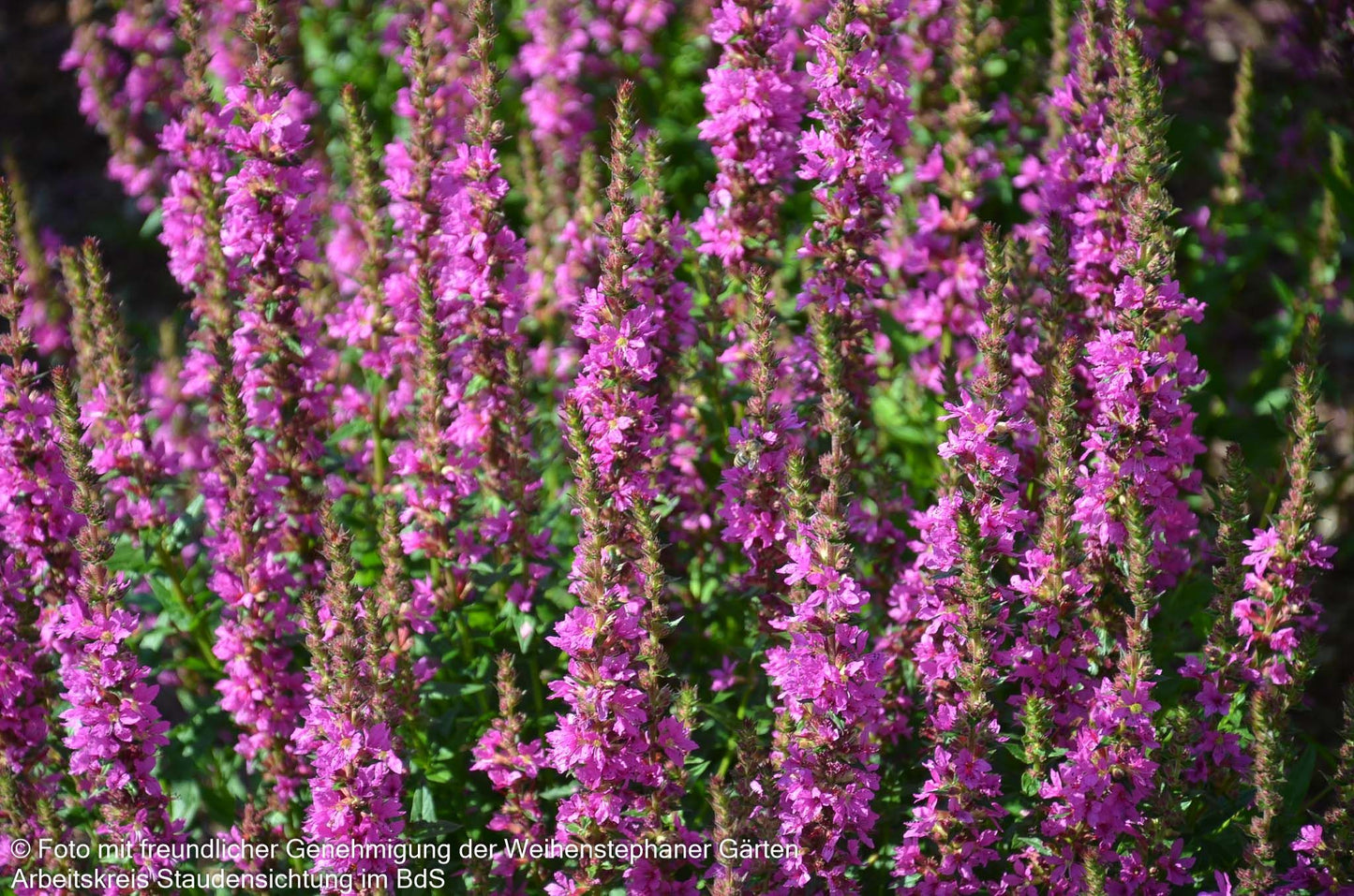 Blut-Weiderich 'Robin' (Lythrum salicaria)