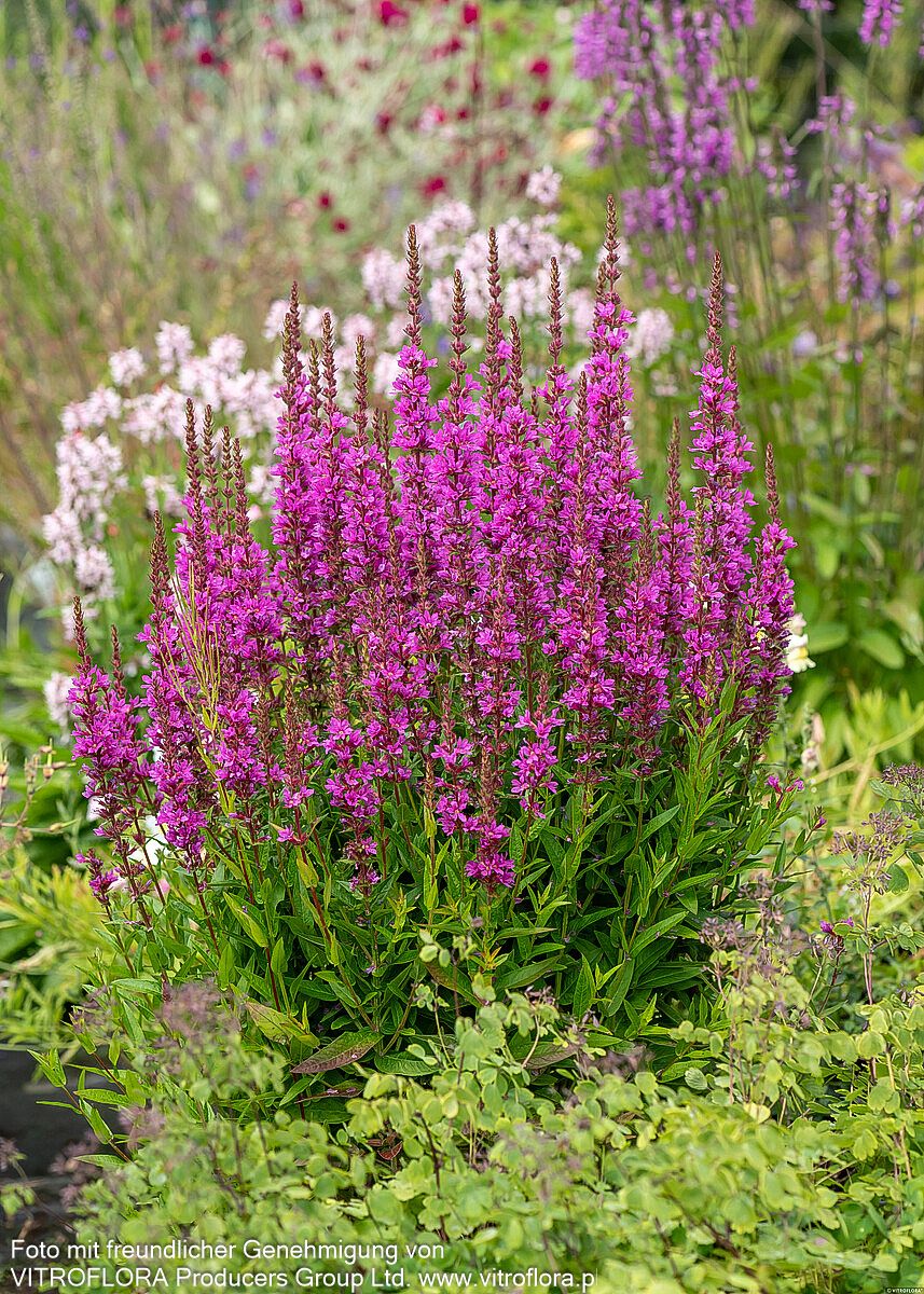 Blut-Weiderich 'Robin' (Lythrum salicaria)
