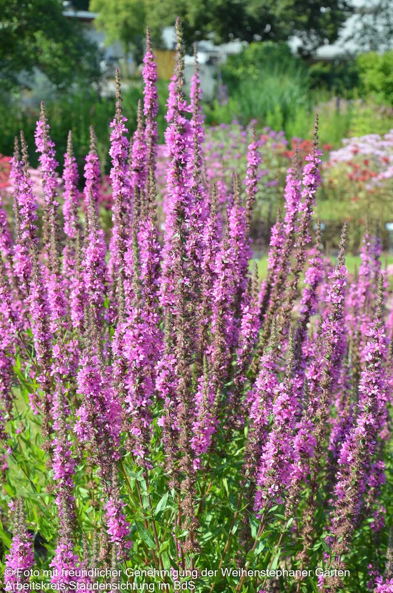 Blut-Weiderich 'Stichflamme' (Lythrum salicaria)