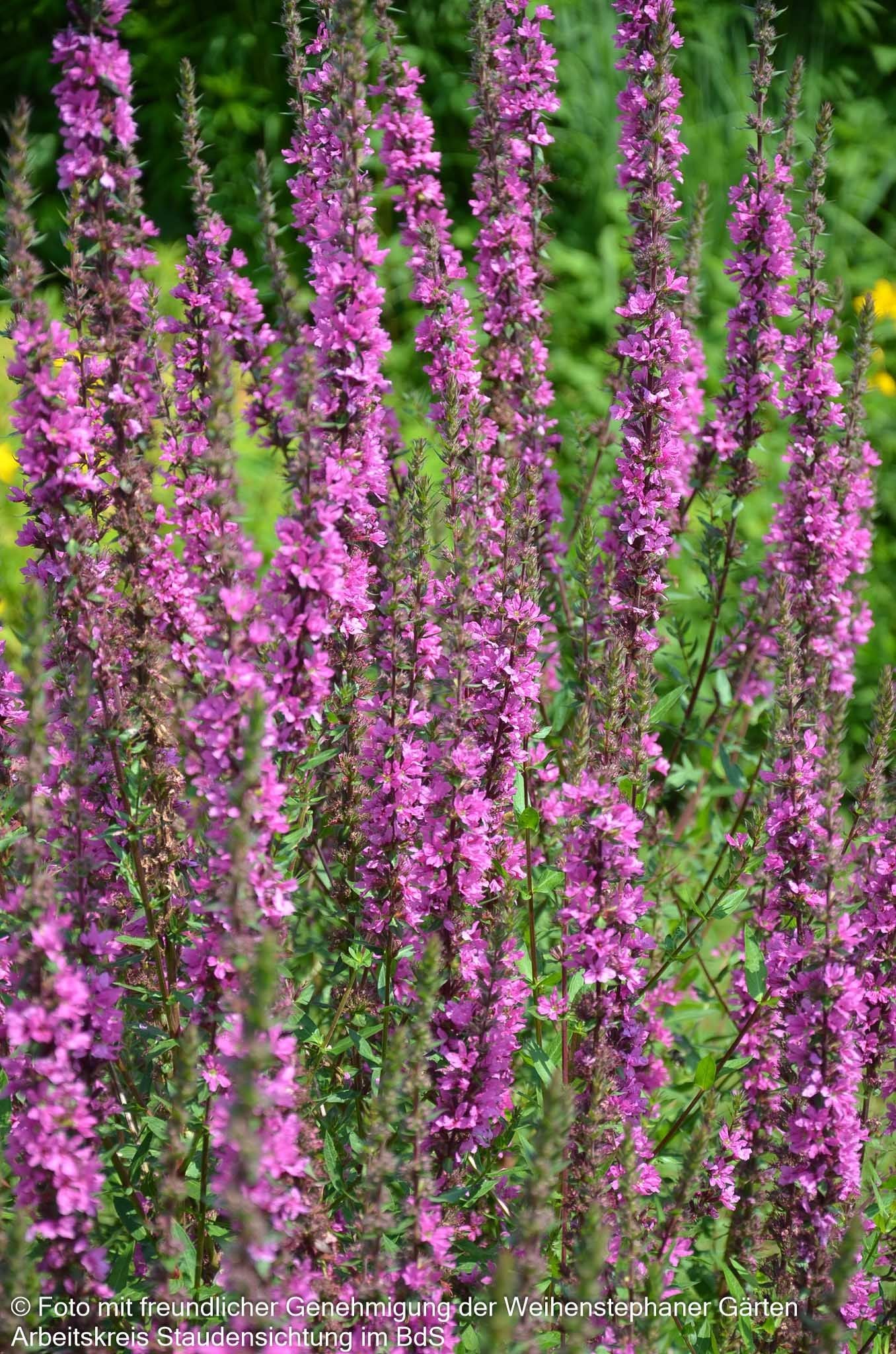 Blut-Weiderich 'Stichflamme' (Lythrum salicaria)