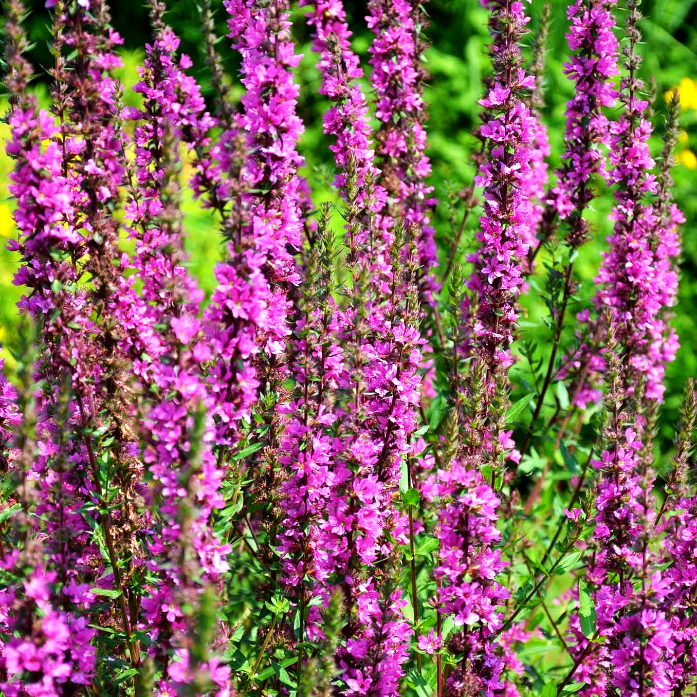 Blut-Weiderich 'Stichflamme' (Lythrum salicaria)