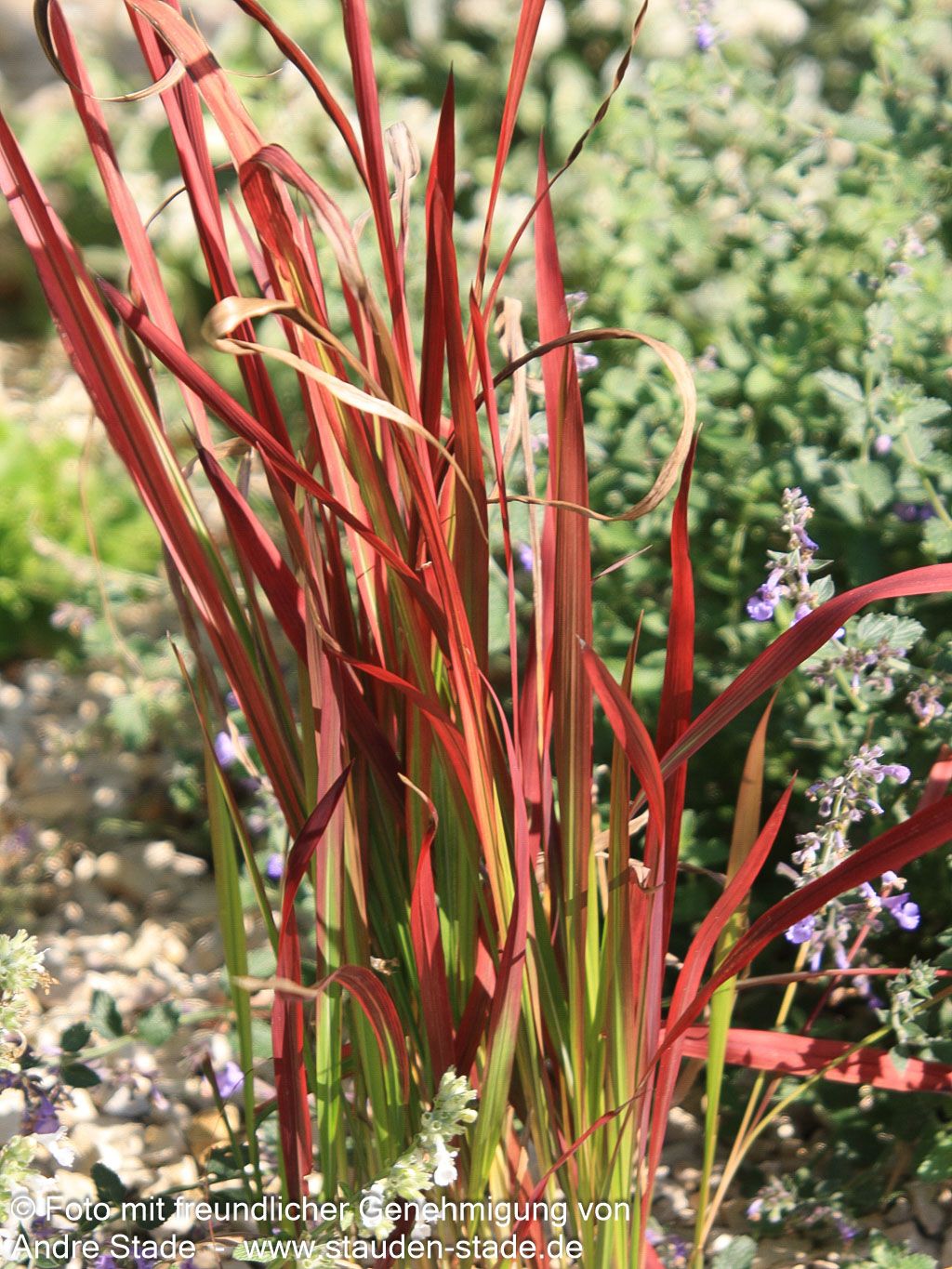 Blutgras 'Red Baron' (Imperata cylindrica var.koenig.)