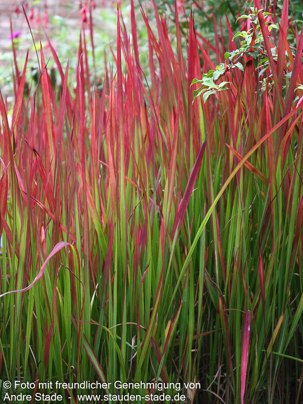 Blutgras 'Red Baron' (Imperata cylindrica var.koenig.)