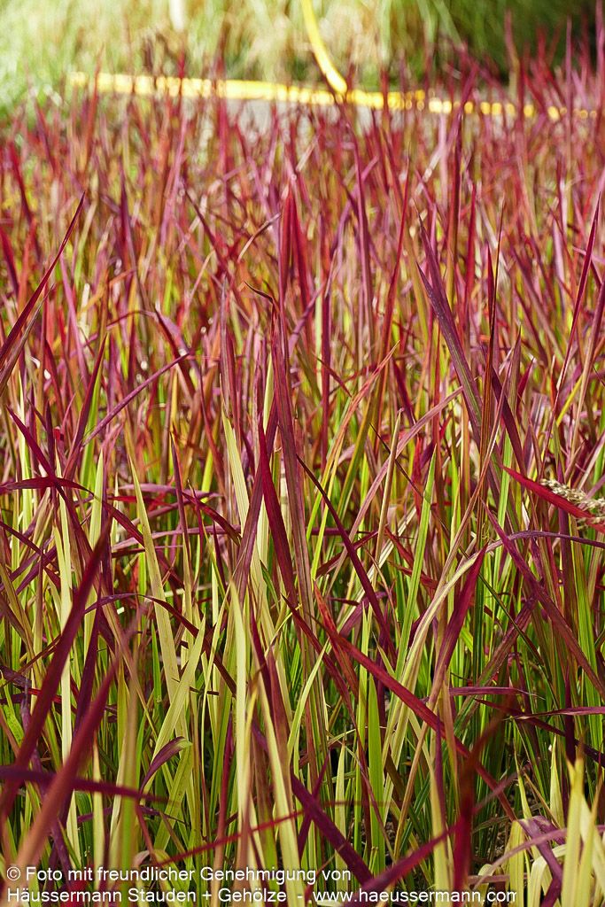Blutgras 'Red Baron' (Imperata cylindrica var.koenig.)