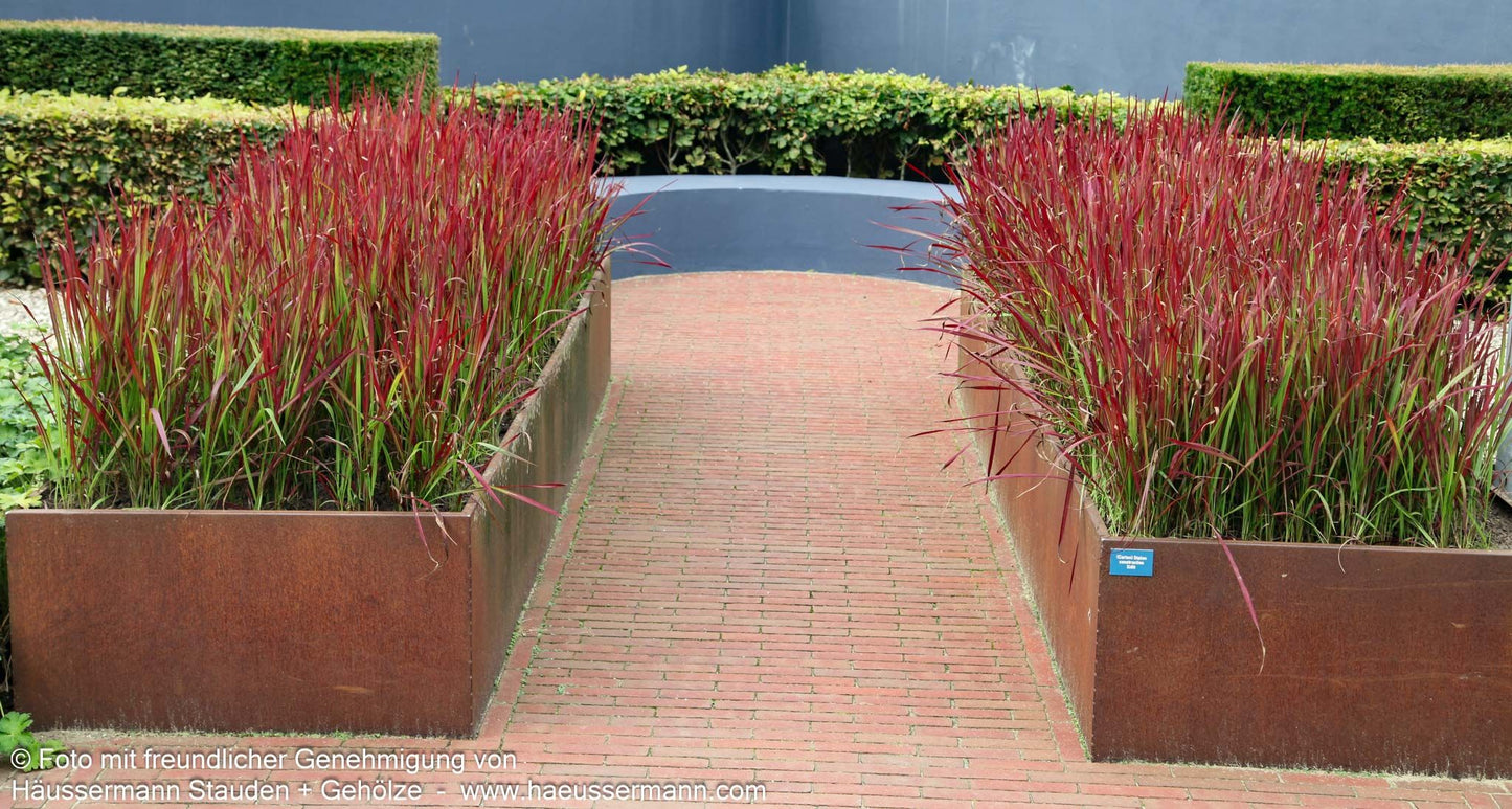 Blutgras 'Red Baron' (Imperata cylindrica var.koenig.)