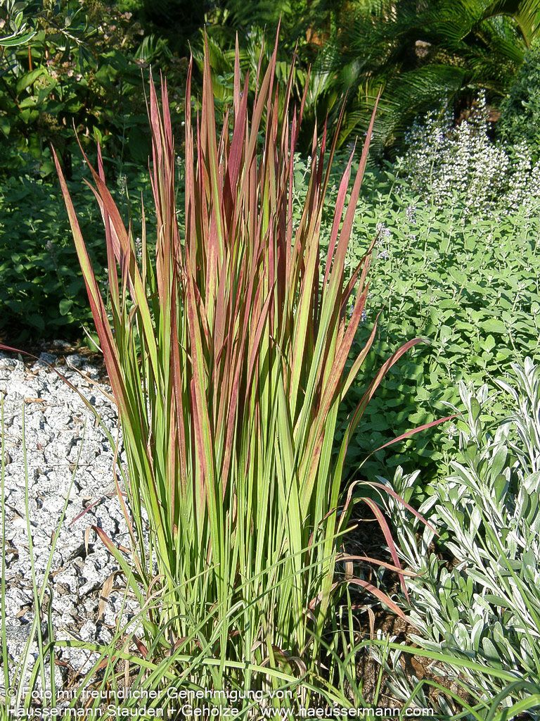Blutgras 'Red Baron' (Imperata cylindrica var.koenig.)