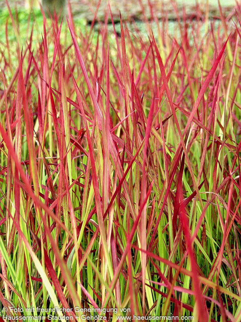 Blutgras 'Red Baron' (Imperata cylindrica var.koenig.)