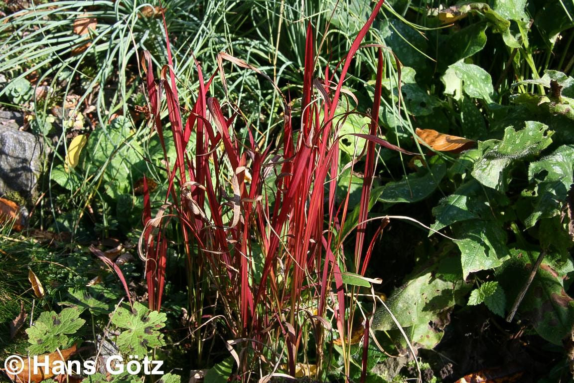 Blutgras 'Red Baron' (Imperata cylindrica var.koenig.)