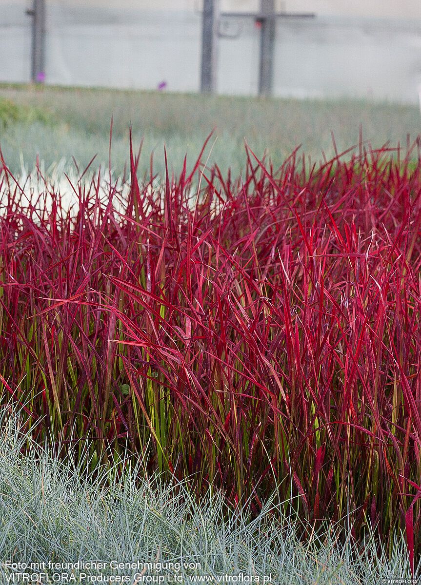 Blutgras 'Red Baron' (Imperata cylindrica var.koenig.)