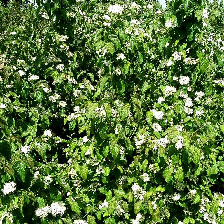 Blutroter Hartriegel (Cornus sanguinea)