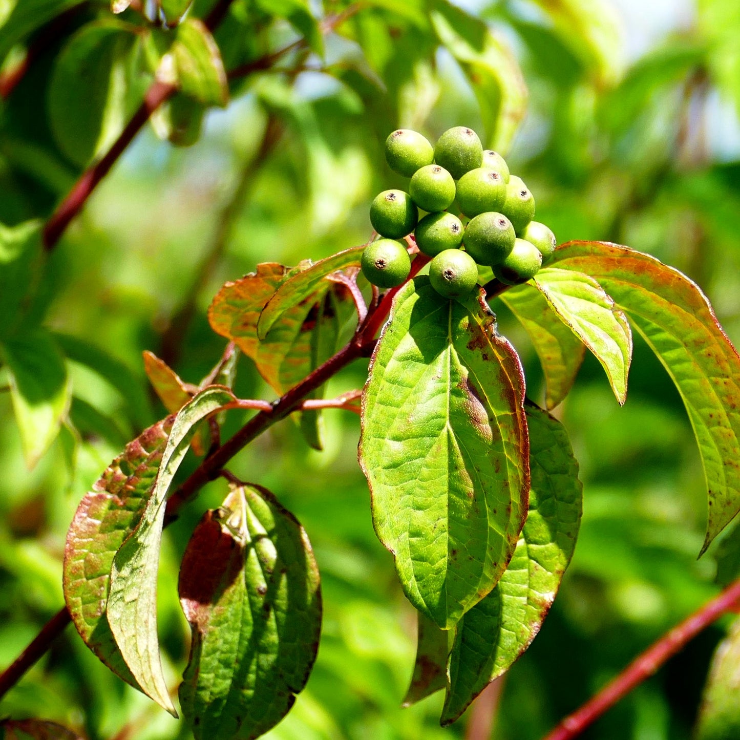 Blutroter Hartriegel (Cornus sanguinea)