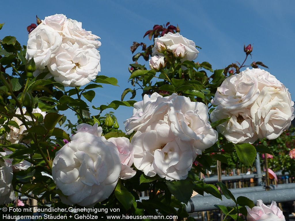 Bodendeckerrose 'Aspirin-Rose'  -R- 'Aspirinose' (Rosa  BDR III)