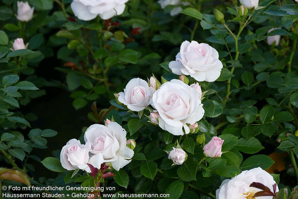 Bodendeckerrose 'Aspirin-Rose'  -R- 'Aspirinose' (Rosa  BDR III)