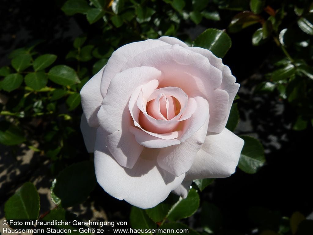 Bodendeckerrose 'Aspirin-Rose'  -R- 'Aspirinose' (Rosa  BDR III)