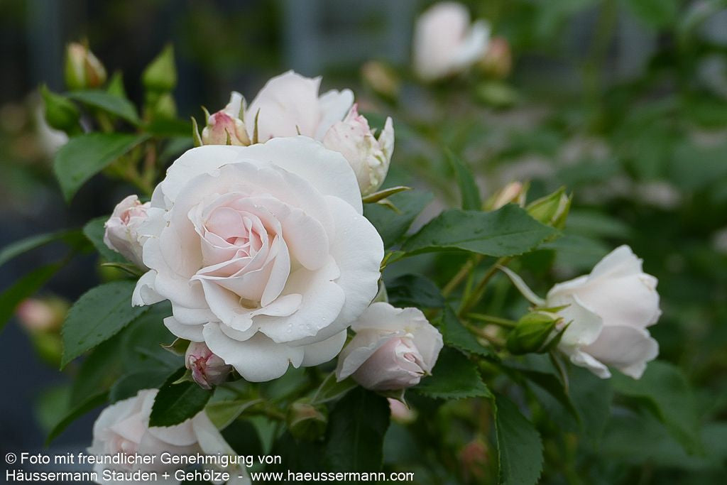 Bodendeckerrose 'Aspirin-Rose'  -R- 'Aspirinose' (Rosa  BDR III)