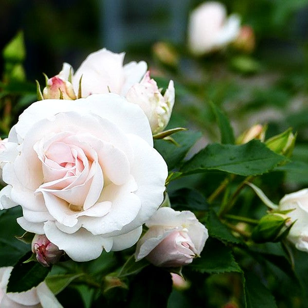 Bodendeckerrose 'Aspirin-Rose' -R- 'Aspirinose' (Rosa BDR III)