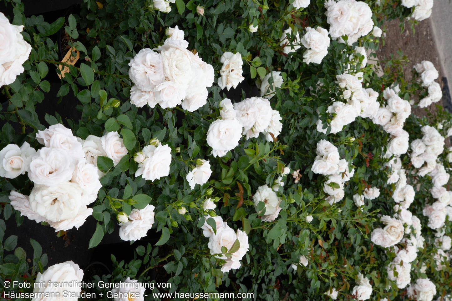 Bodendeckerrose 'Aspirin-Rose'  -R- 'Aspirinose' (Rosa  BDR III)