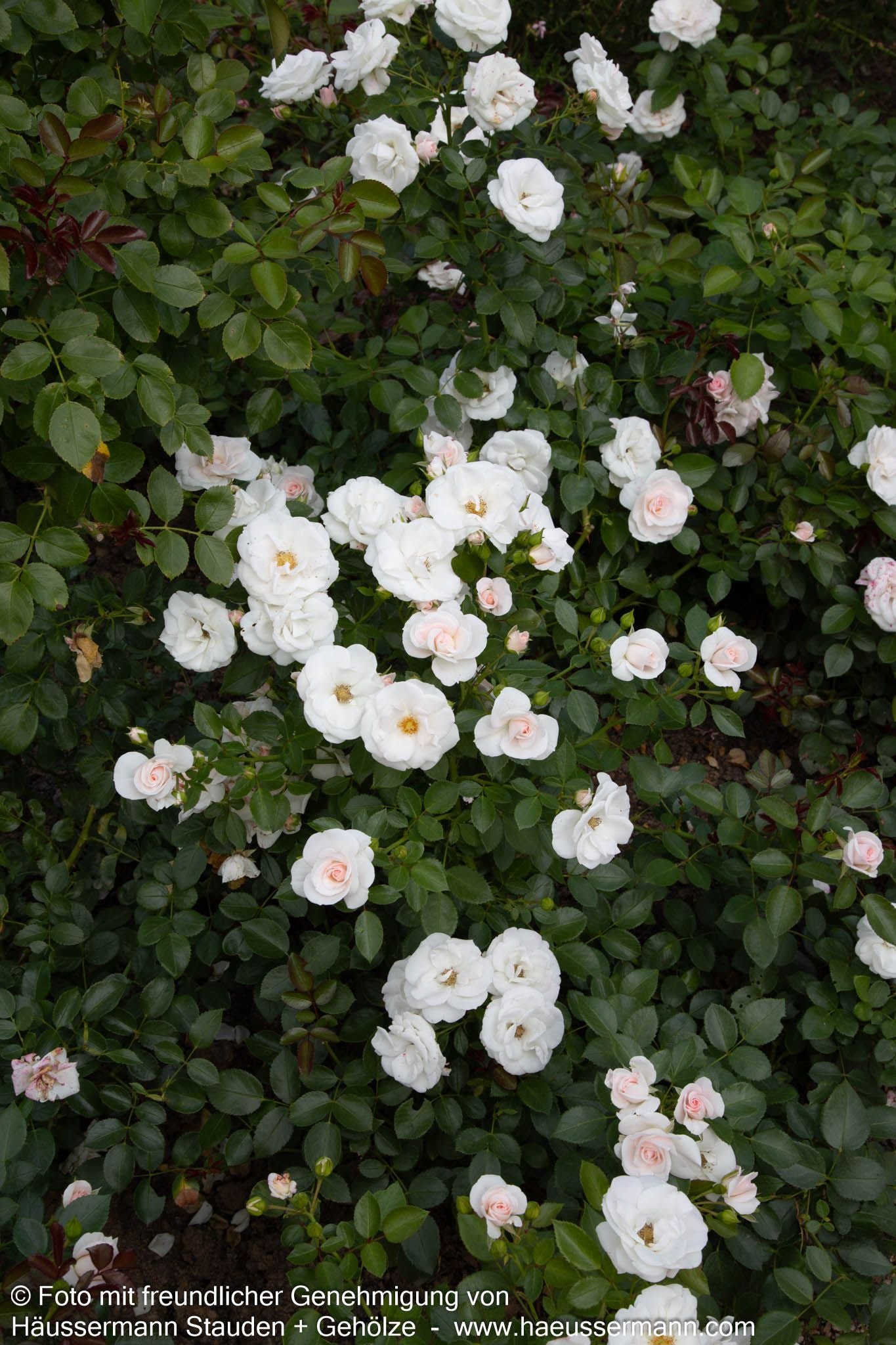 Bodendeckerrose 'Aspirin-Rose'  -R- 'Aspirinose' (Rosa  BDR III)