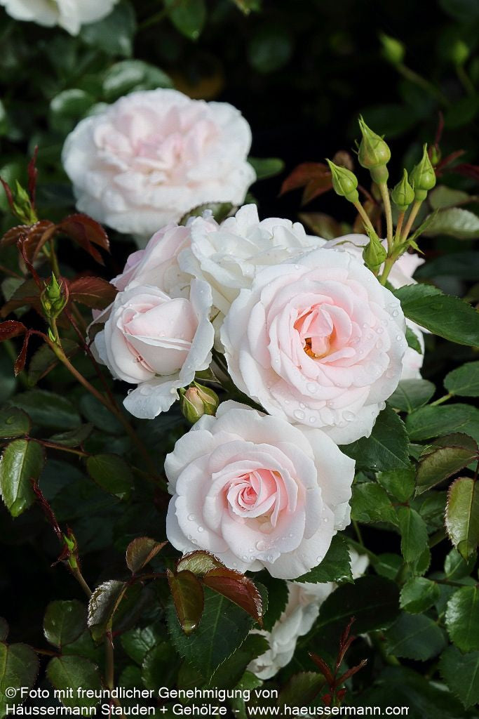 Bodendeckerrose 'Aspirin-Rose'  -R- 'Aspirinose' (Rosa  BDR III)