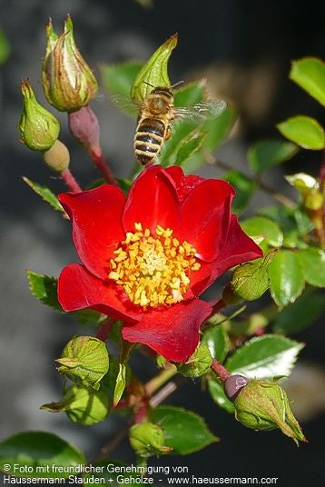 Bodendeckerrose 'Bassino' (Rosa  BDR III)