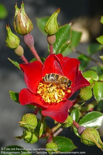 Bodendeckerrose 'Bassino' (Rosa  BDR III)