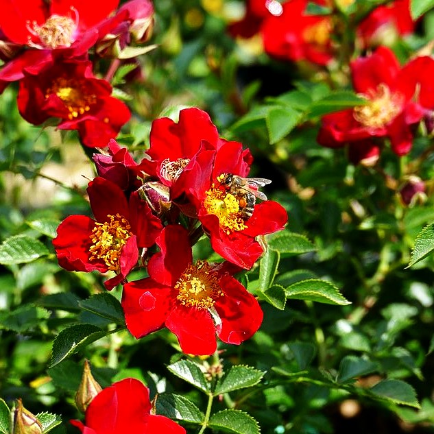 Bodendeckerrose 'Bienenweide Rot' -R- (Rosa BDR III)