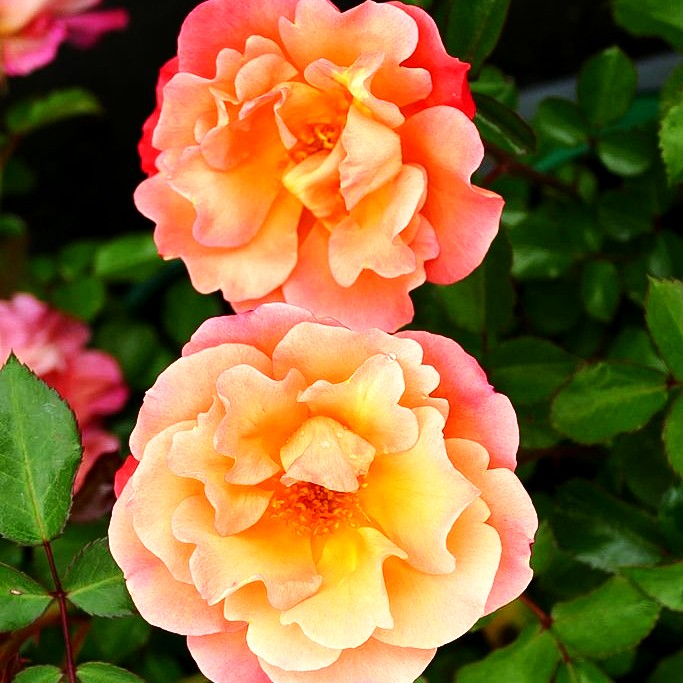 Bodendeckerrose 'Cubana' -R- (Rosa BDR III)