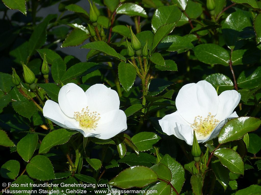 Bodendeckerrose 'Escimo'  -R- 'Escimo' (Rosa  BDR IV)