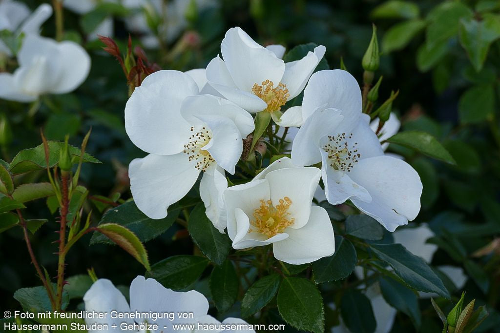 Bodendeckerrose 'Escimo'  -R- 'Escimo' (Rosa  BDR IV)