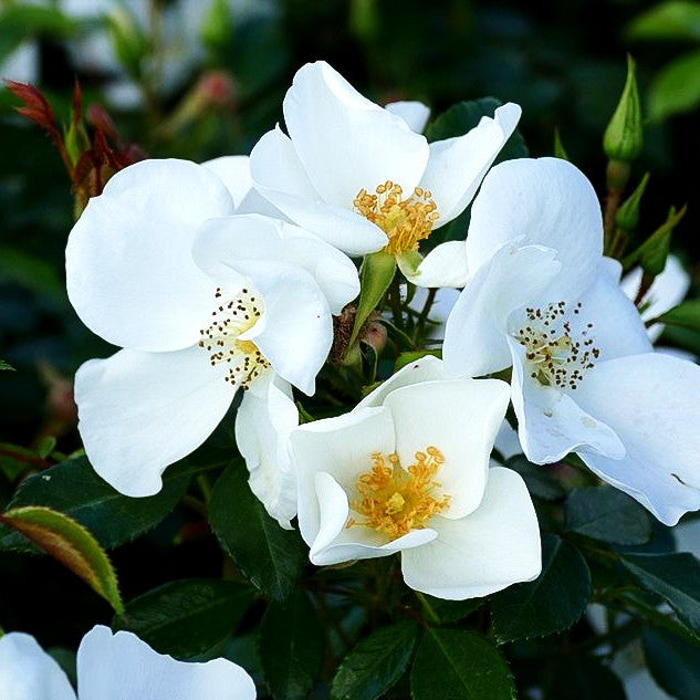 Bodendeckerrose 'Escimo' -R- (Rosa BDR IV)