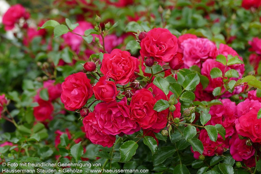 Bodendeckerrose 'Gärtnerfreude'  -R- 'Gärtnerfreude' (Rosa  BDR III)