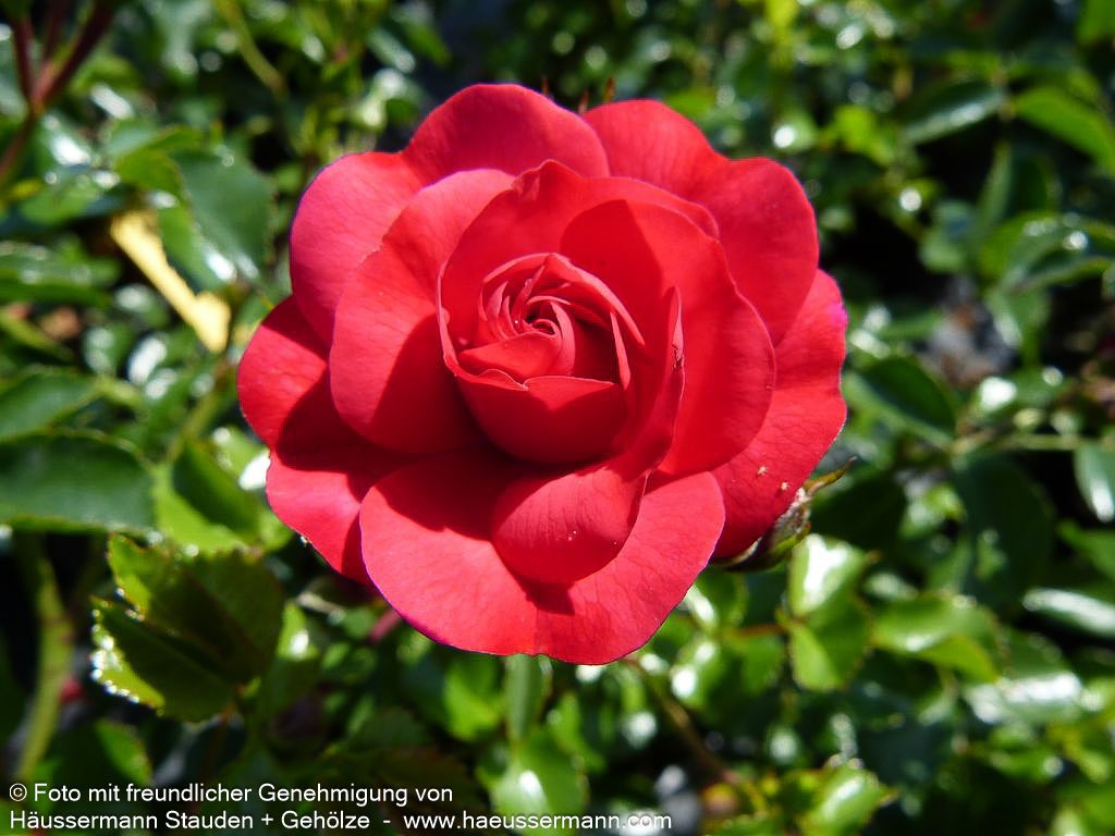 Bodendeckerrose 'Gärtnerfreude'  -R- 'Gärtnerfreude' (Rosa  BDR III)