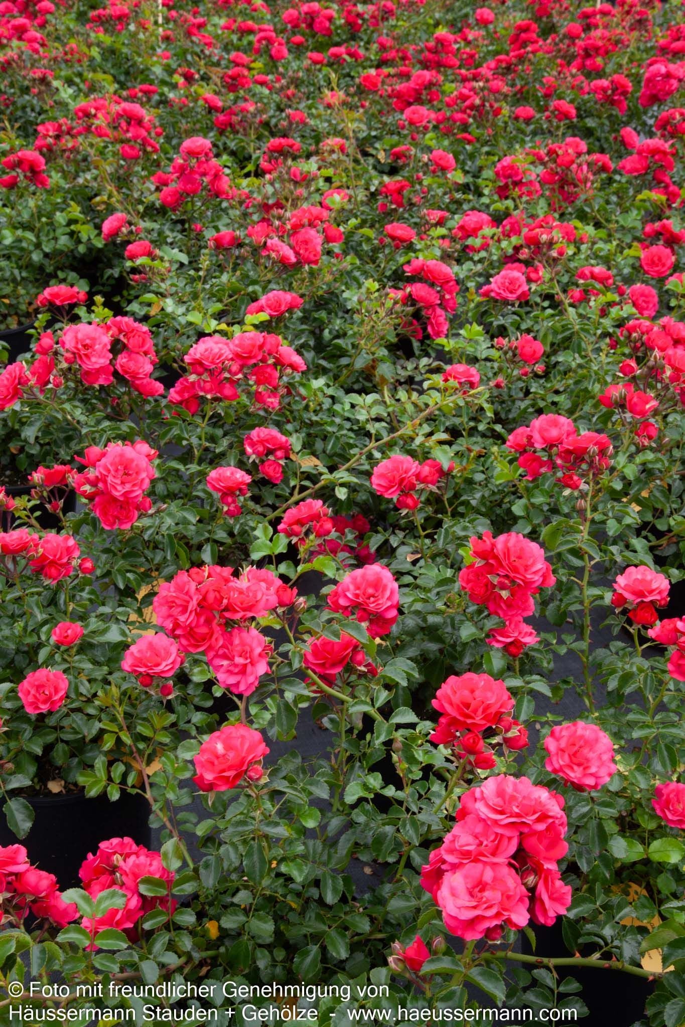 Bodendeckerrose 'Gärtnerfreude'  -R- 'Gärtnerfreude' (Rosa  BDR III)