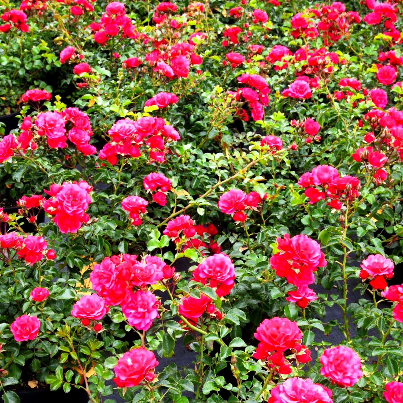 Bodendeckerrose 'Gärtnerfreude' -R- (Rosa BDR III)