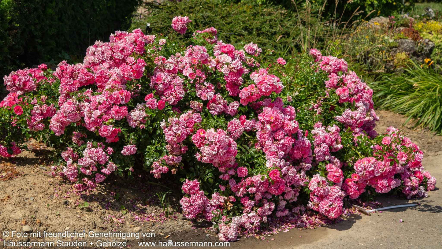 Bodendeckerrose 'Heidetraum' (Rosa  BDR IV)
