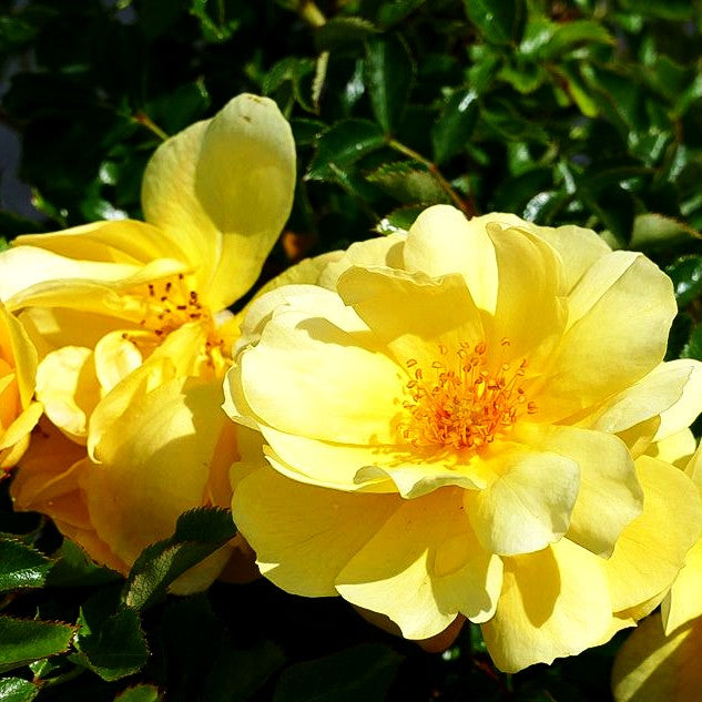 Bodendeckerrose 'Limesgold' (Rosa BDR IV)