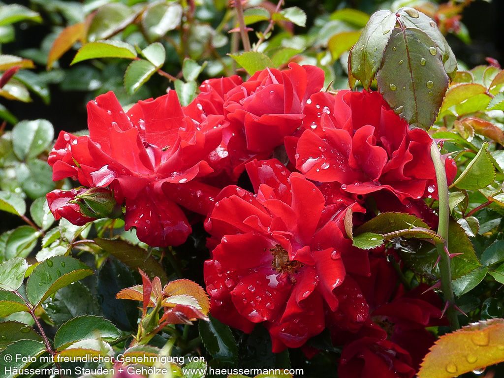 Bodendeckerrose 'Mainaufeuer' (Rosa  BDR III)