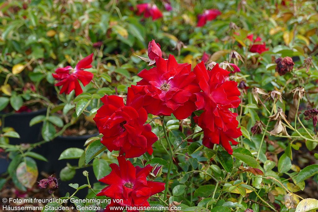 Bodendeckerrose 'Mainaufeuer' (Rosa  BDR III)