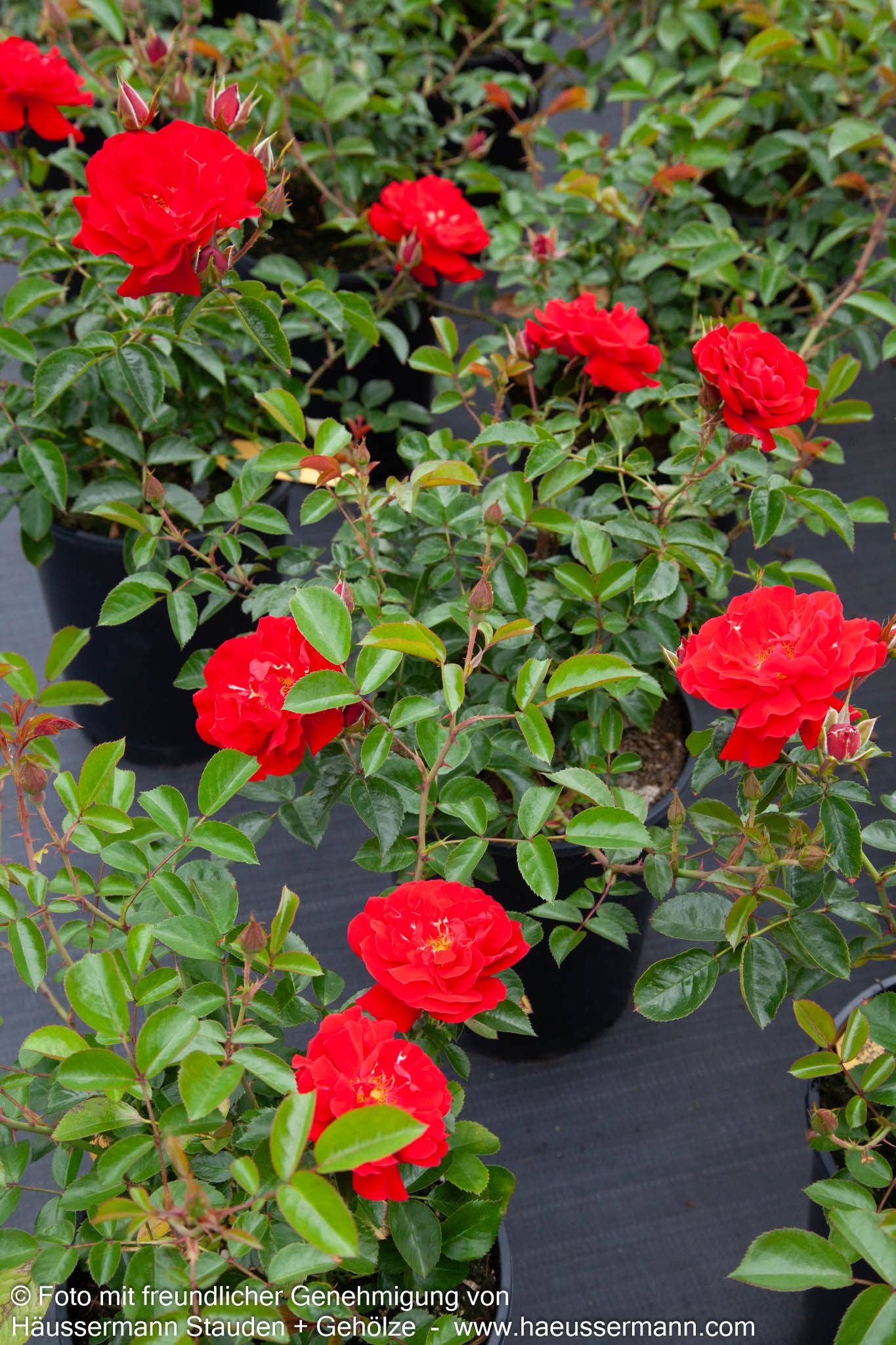 Bodendeckerrose 'Mainaufeuer' (Rosa  BDR III)
