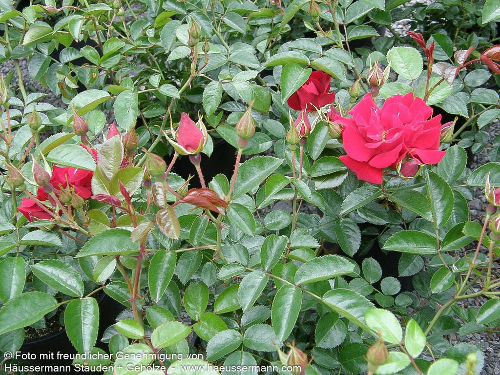 Bodendeckerrose 'Mainaufeuer' (Rosa  BDR III)