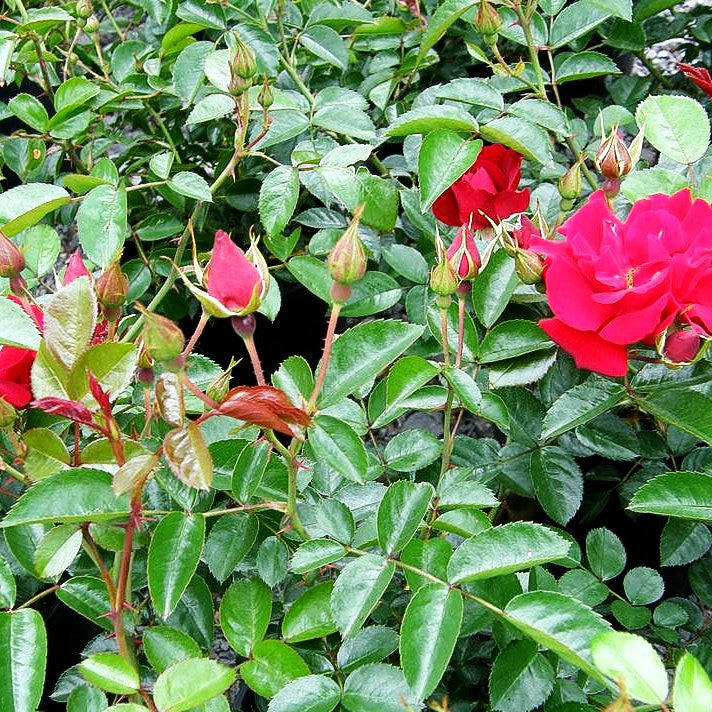 Bodendeckerrose 'Mainaufeuer' (Rosa BDR III)