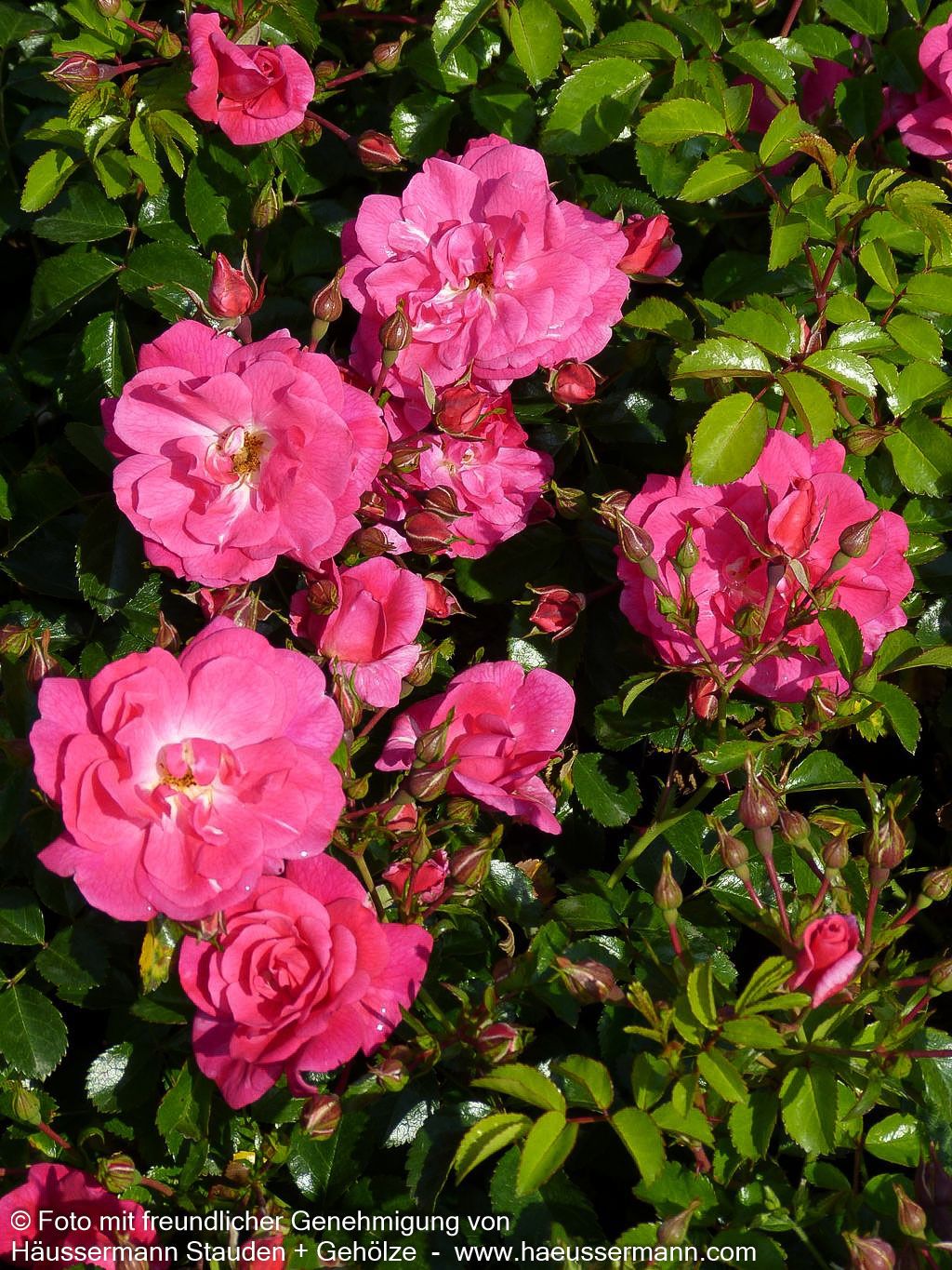Bodendeckerrose 'Palmengarten Frankfurt'  -R- 'Palmengarten Frankfurt' (Rosa  BDR III)