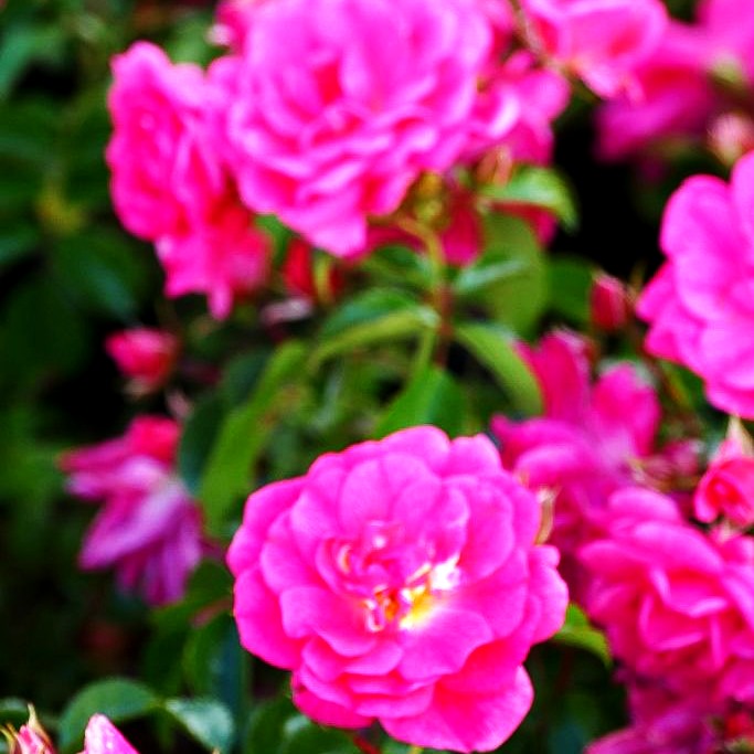 Bodendeckerrose 'Palmengarten Frankfurt' -R- (Rosa BDR III)